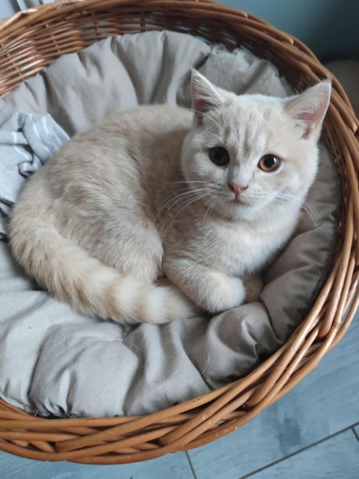 Kocieta brytyjskie Rodowod FIFE FPL badania /sterylizacja