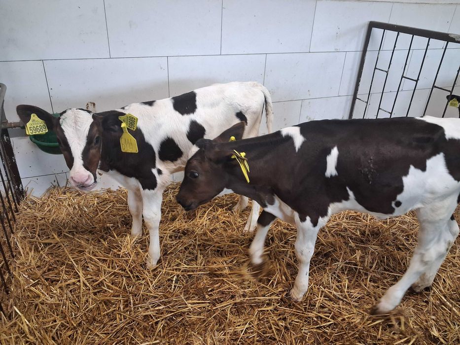 cielaki cielęta byczki