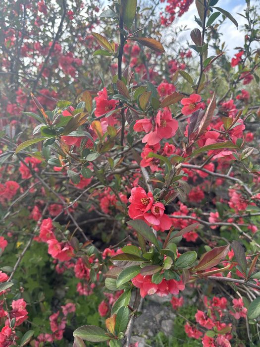 Земельна ділянка біля лісу в с. Путренці