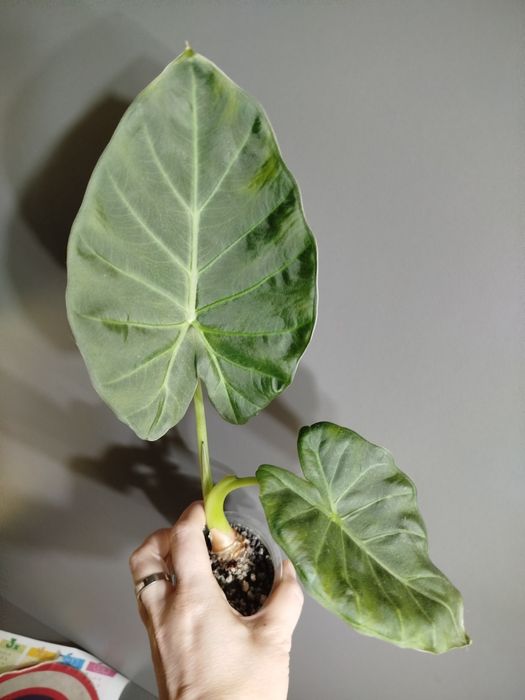 Alokasia Regal Shield ukorzeniona