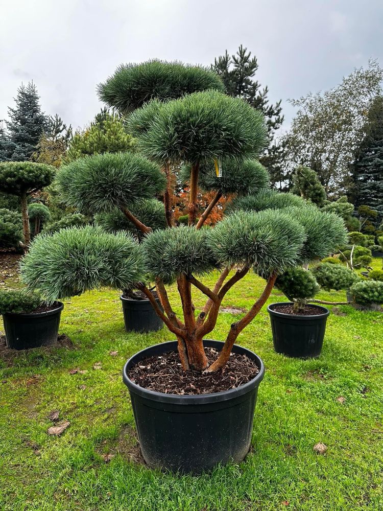 Bonsai-Niwaki formowane sosna cis jałowiec. Laurowiśnia jodła szmaragd