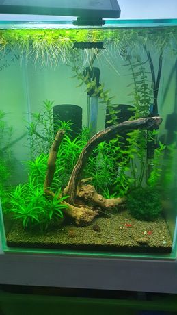 Krewetkarium akwarium 30L Aquael Shrimp - krewetki,  podłoże aktywne