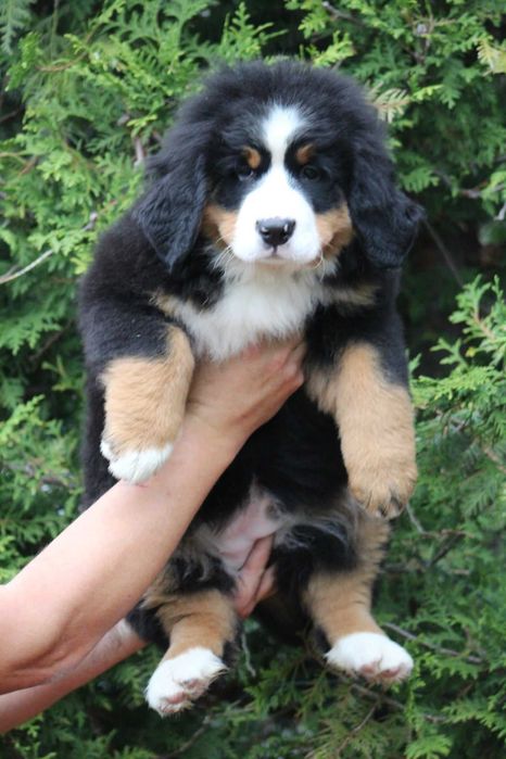 Berneński Pies Pasterski ZKwP  FCI