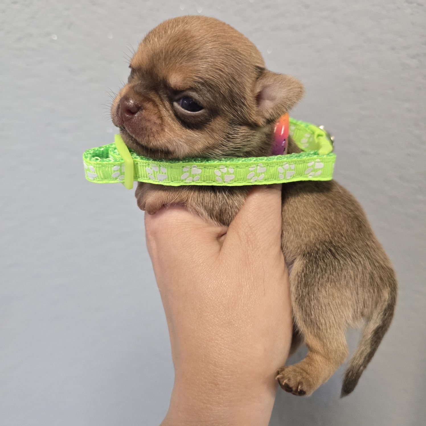 Chihuahua samiec sable