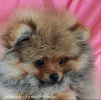 Szpic miniaturowy pomeranian piesek orange