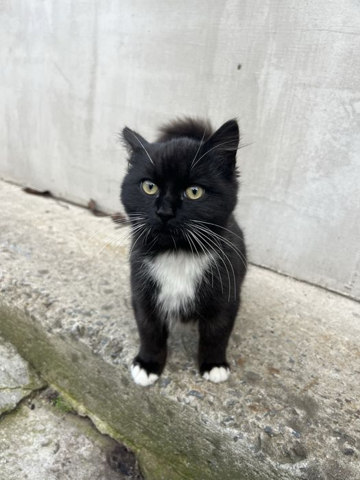 Маленький котик в добрі ручки