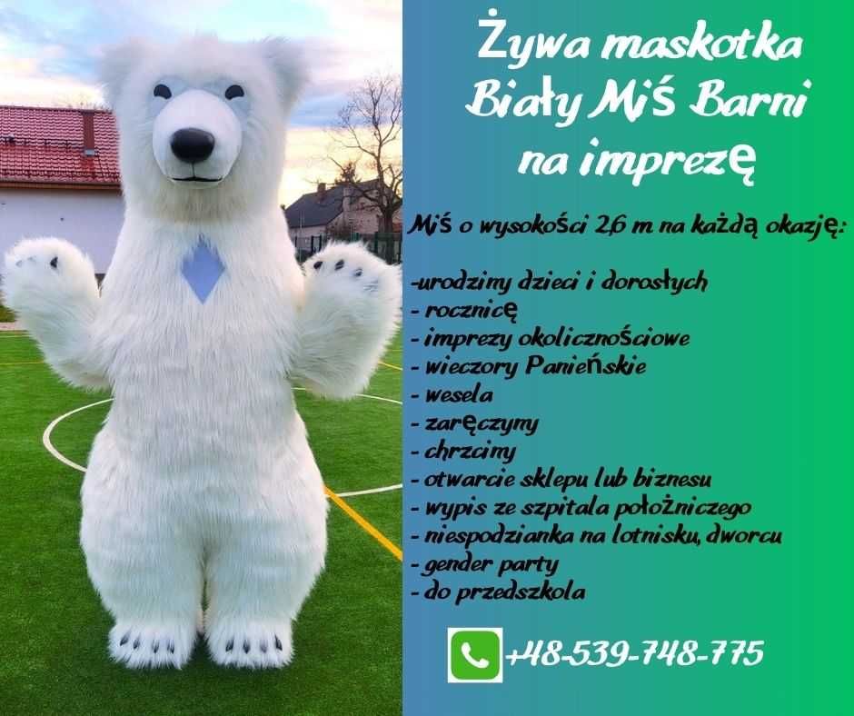 Biały Miś Barni żywa maskotka na imprezę