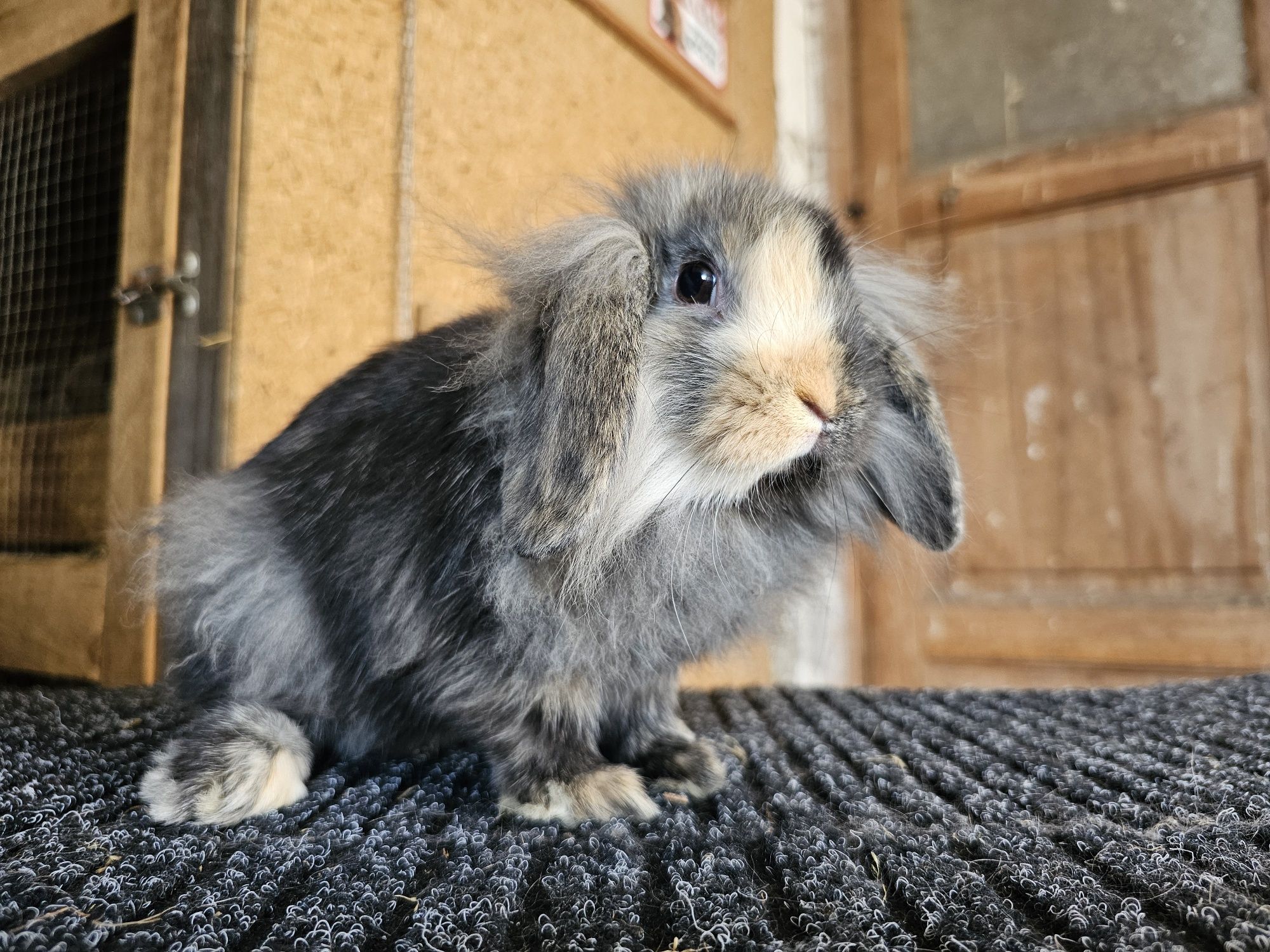 Karzełek Baran Baranek Mini Lop