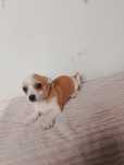Chihuahua piesek brązowy ze znaczeniami gładkowłosy