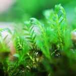 Fissidens Dubius "Toshua Houougoke" 10 gałązek
