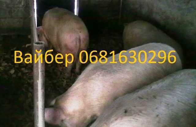 Продам свиней жывым весом. Свині жива вага
