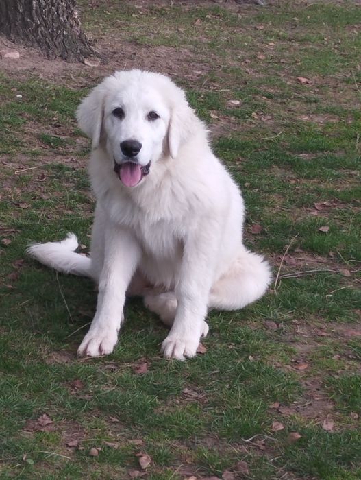 Owczarek podhalański suczka