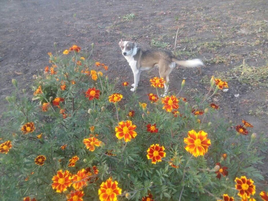 Набір насіння однорічних квітів