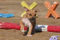 American Staffordshire Terrier ZKwP, Amstaff FCI, rudy piesek ELDORADO