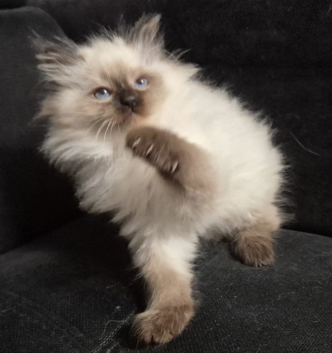 Kocurk Neva Masquarade