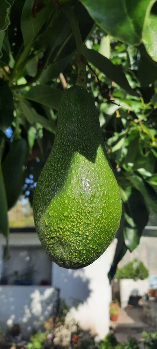 2kg De Abacate hass Caseiro sem qualquer tratamento