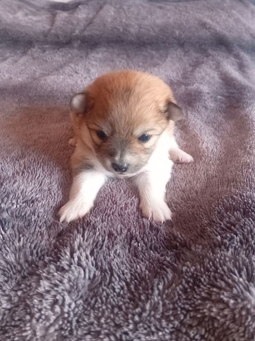 Spitz alemão anão macho