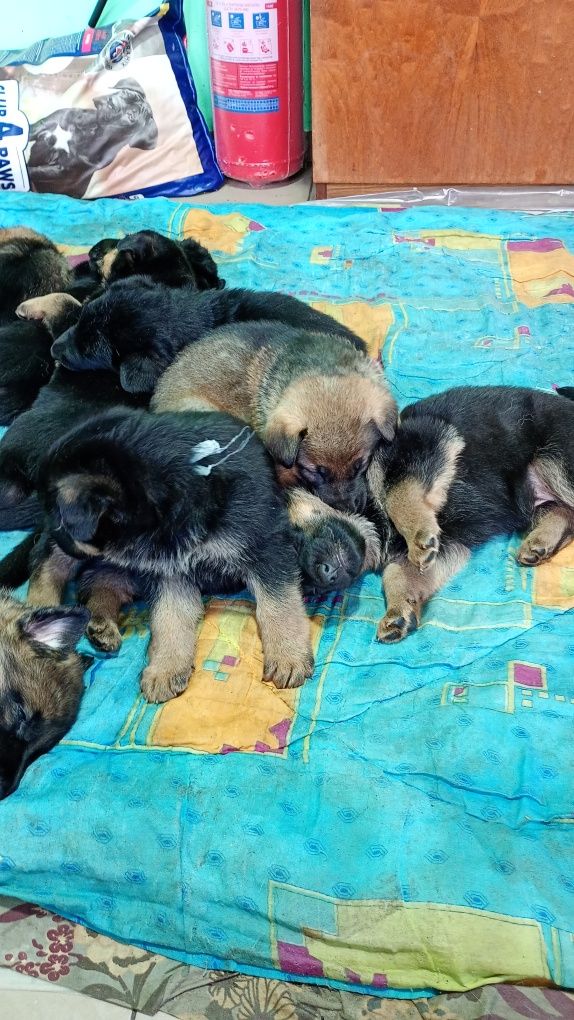 Цуценята німецької вівчарки