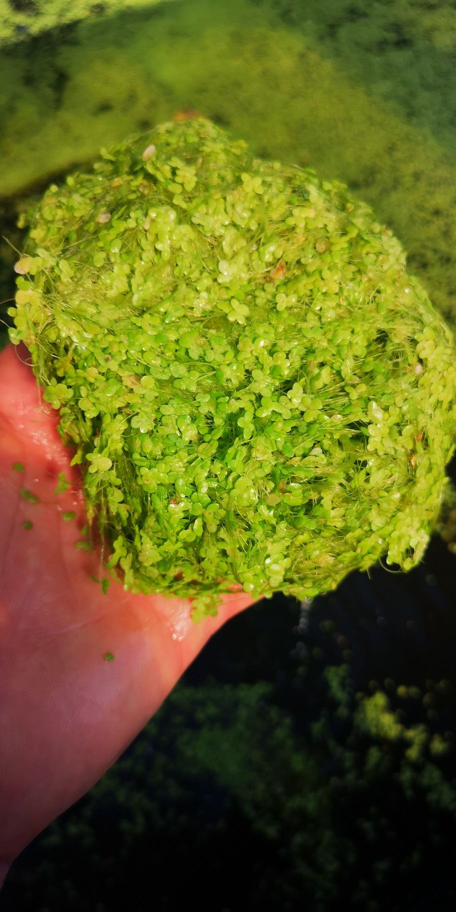 Rzęsa drobna – naturalna osłona i filtr Twojego oczka wodnego