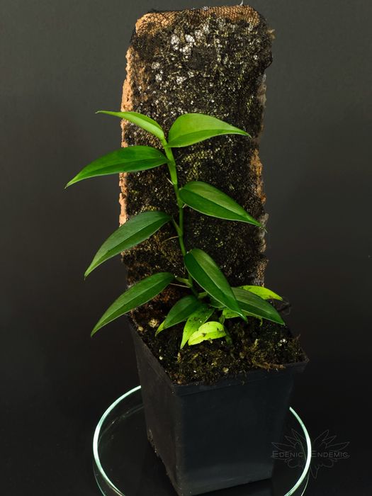 Philodendron sp. „green spear”, terrarium, vivarium, paludarium