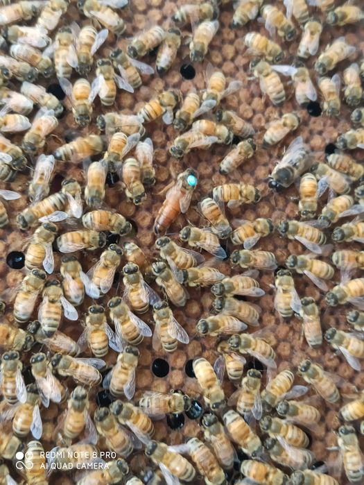 Матки Бакфаст F1 вільного обльоту