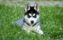 Niebieskooka przepiękna dziewczynka Siberian Husky FCI