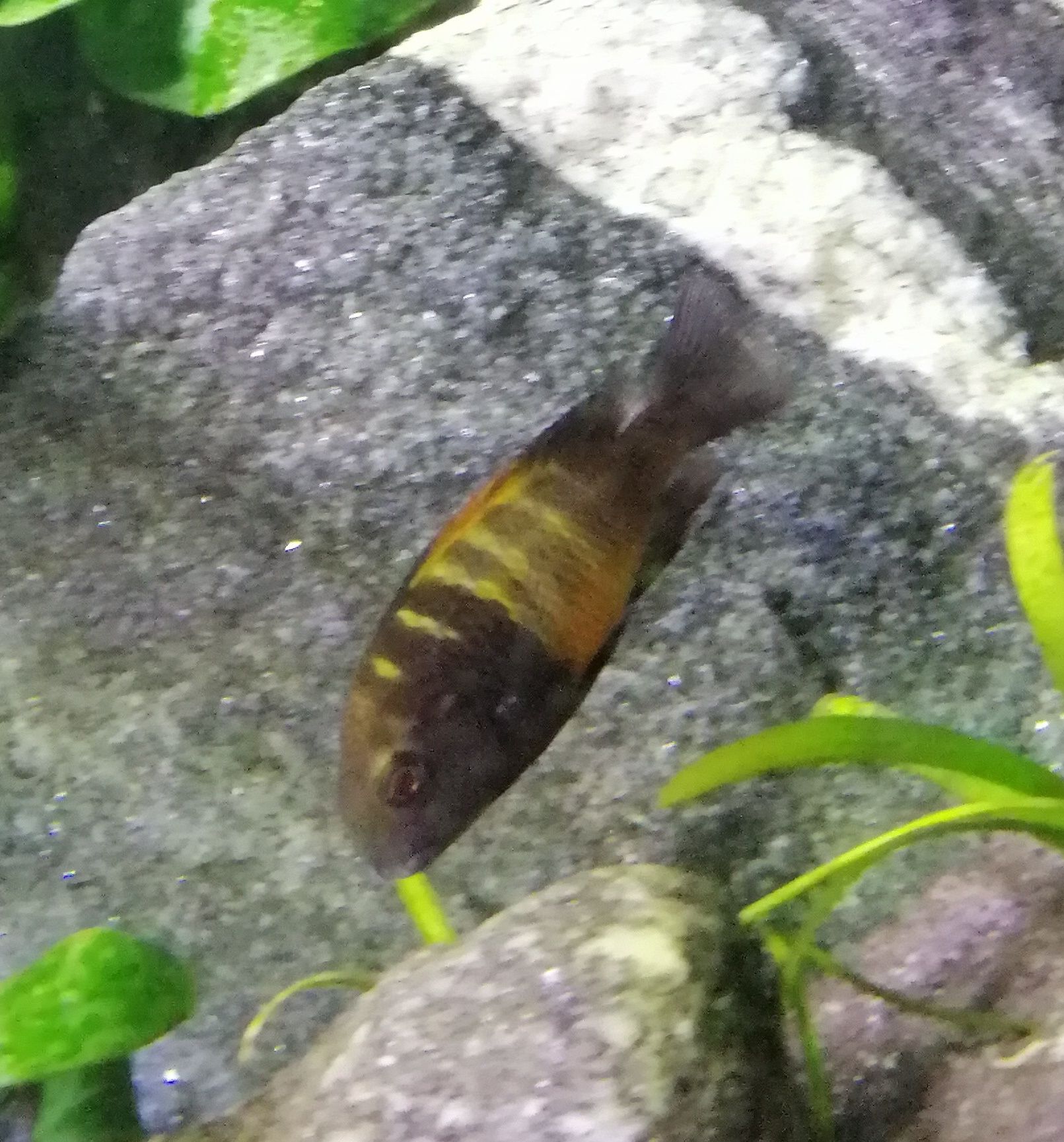 Tropheus Bemba Black Tanganika