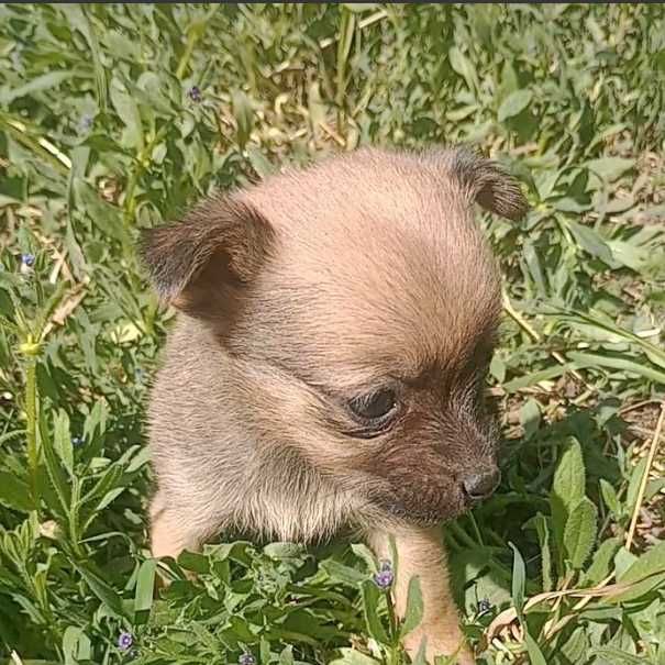 Віддам цуценят 2 місяці