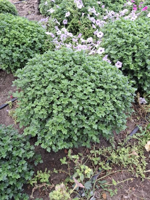 Хризантема мультифлора 3в1, мікс кольорів,  вишиванка