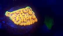 Montipora danea . Koralowiec SPS . Akwarium morskie
