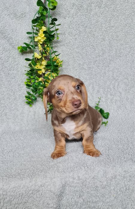 Teckel Chocolate Arlequim mini de Qualidade