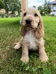 Śliczny szczeniak cocker spaniel