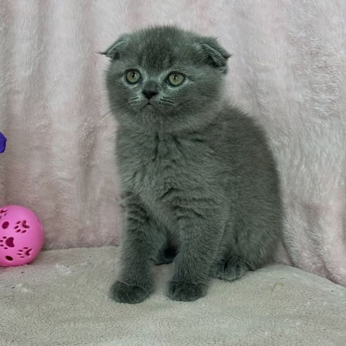 Мальчики и девочки