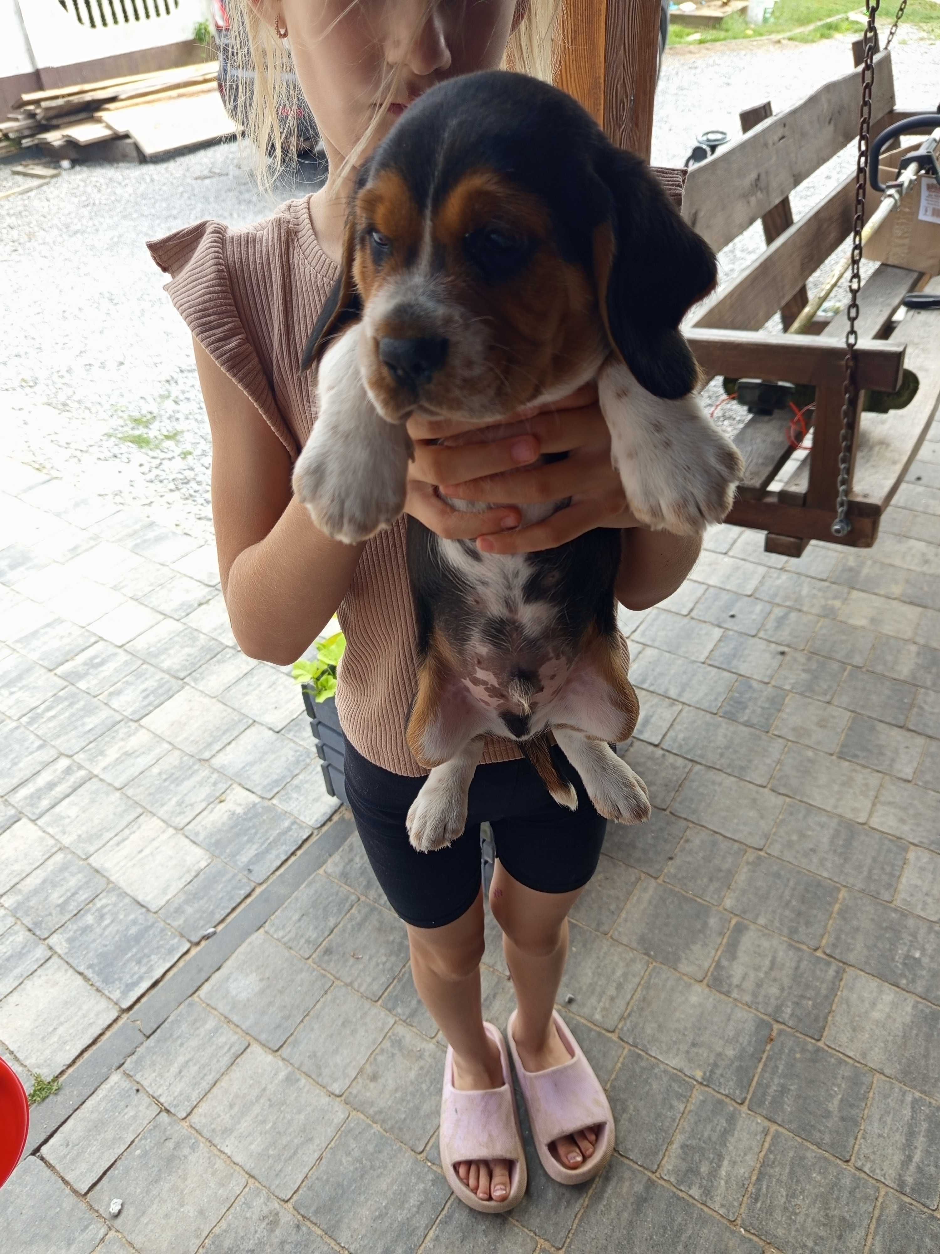Szczeniak beagle