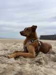 Amigo de 4 patas Caramelo