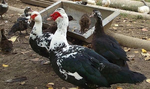 Продаются Индоутки