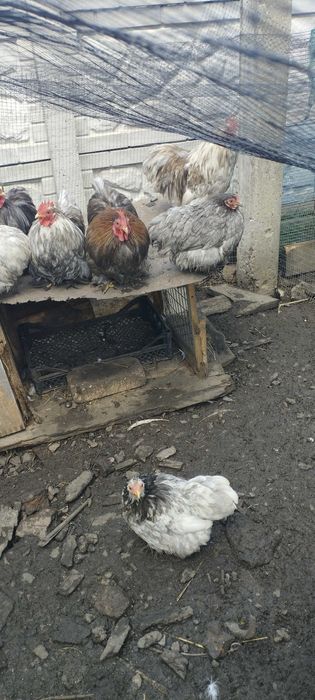 Карликові кури .