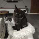 Kobu kocurek Maine coon
