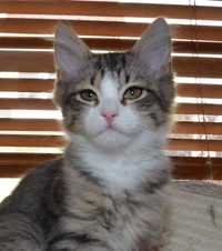 Rodowodowy kot syberyjski * kocurek Felix * rodowód FPL/FIFE