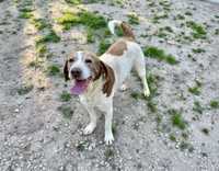 Adoção cão meigo habituado a viver em casa