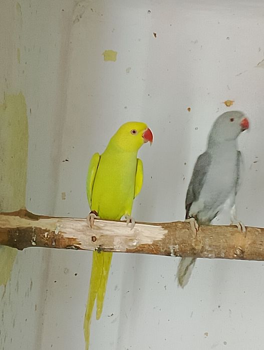 Aleksandretty obrożne para