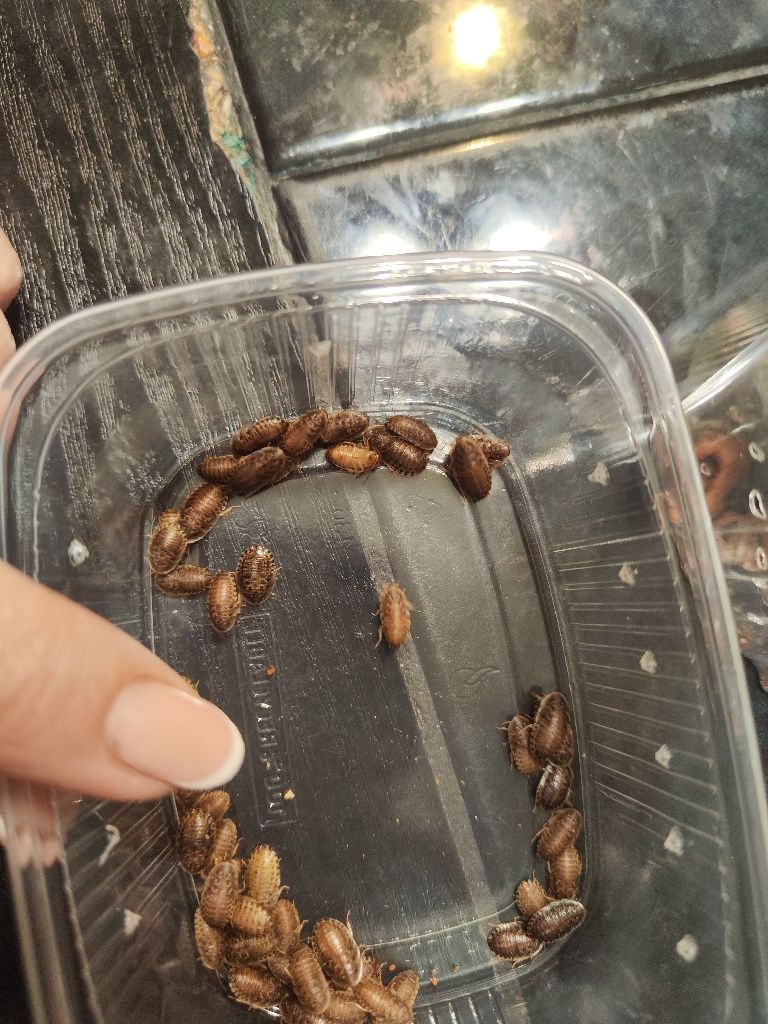 Karaczan argentyński brazylijski 50 szt do 0.5 - 1 cm