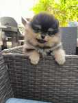 Pomeranian suczka ZKWP FCI