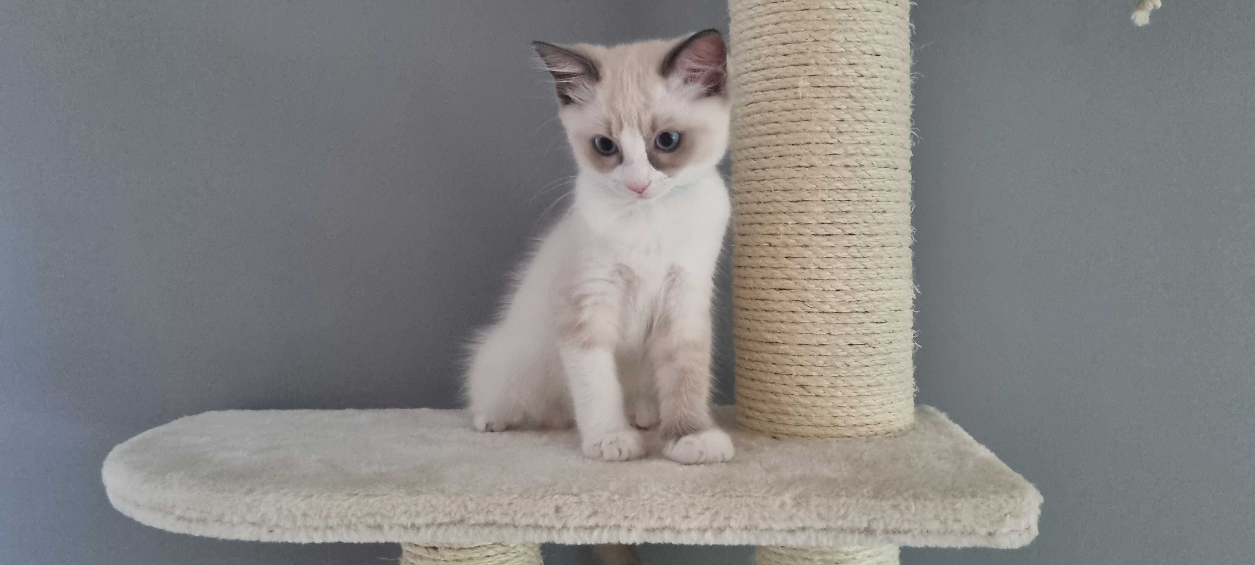 Kotka Ragdoll, Bicolour blue, Gotowa do odbioru
