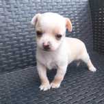 Chihuahua mini macho