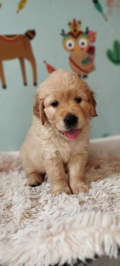 Szczeniak golden retriever