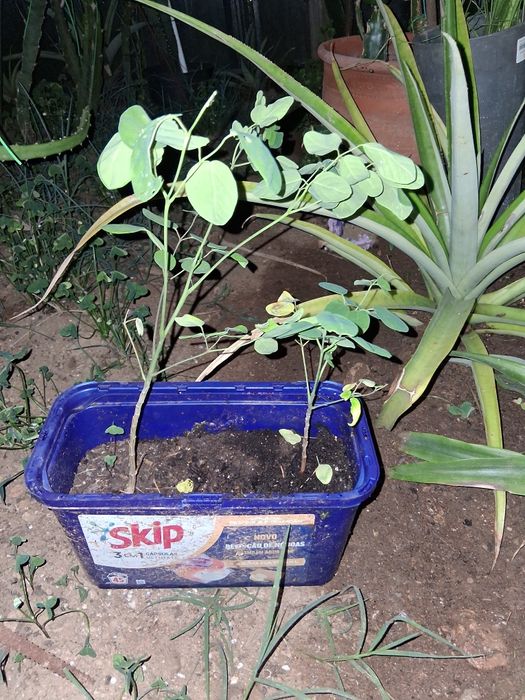 Moringa planta para venda