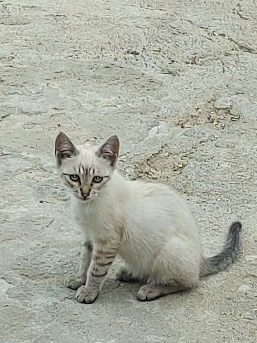 Gatos para adoção!!