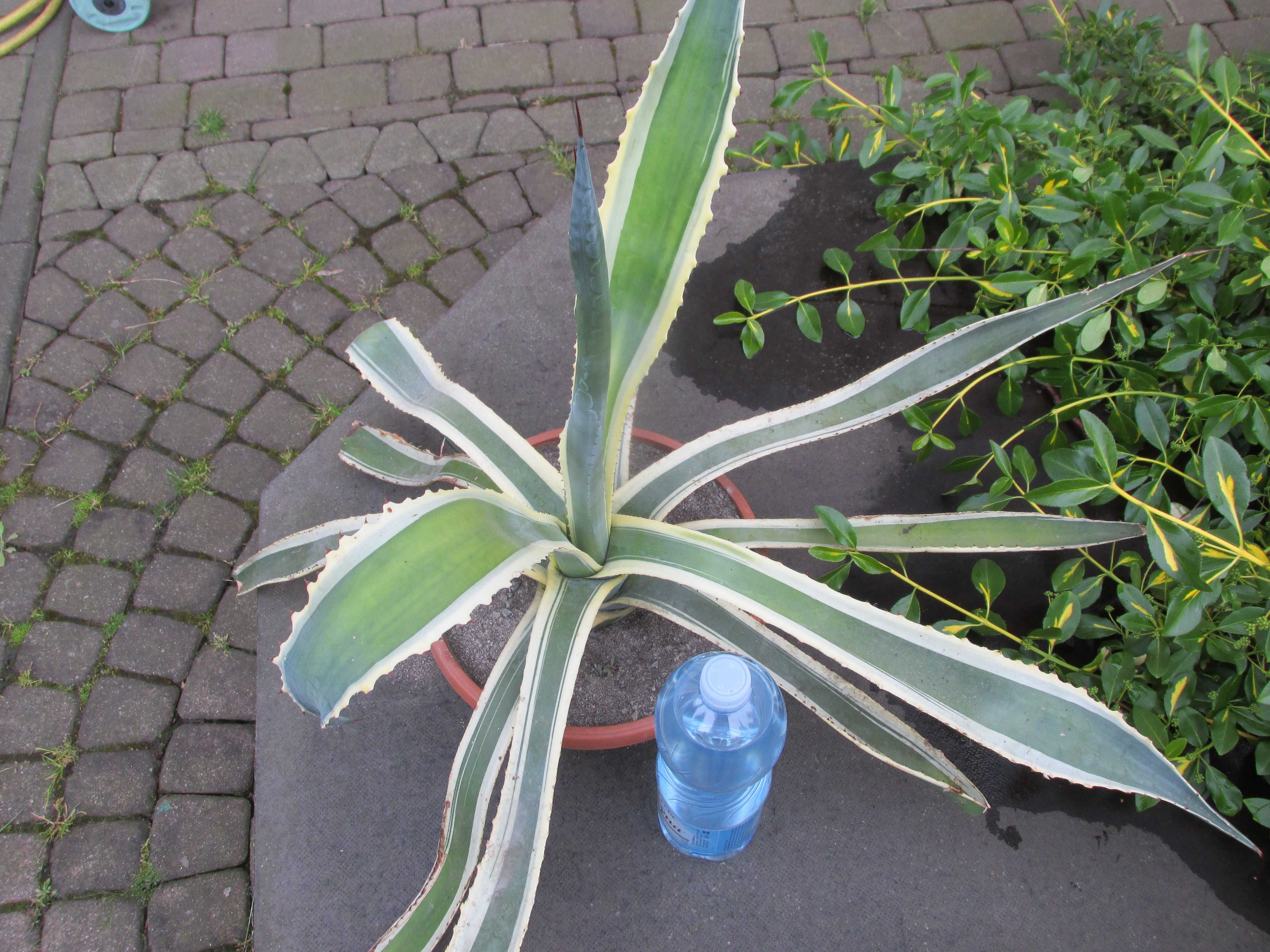 Kilkunastoletnia dwukolorowa agawa - Agave americana variegata