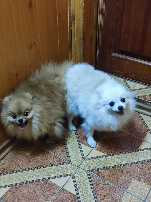 Девочка повязана шпиц продажа